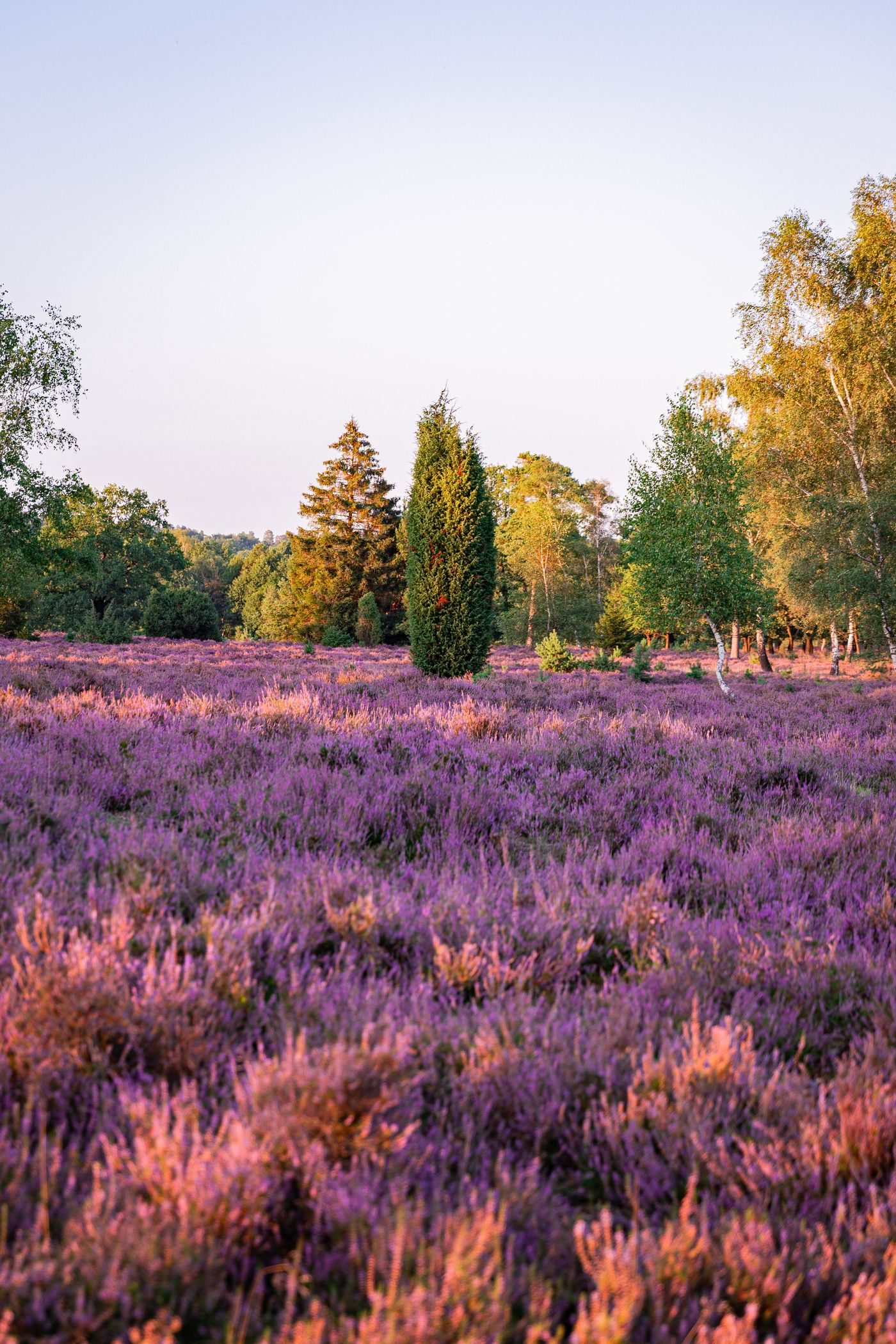 Blühende Lüneburger Heide (Niedersachsen)