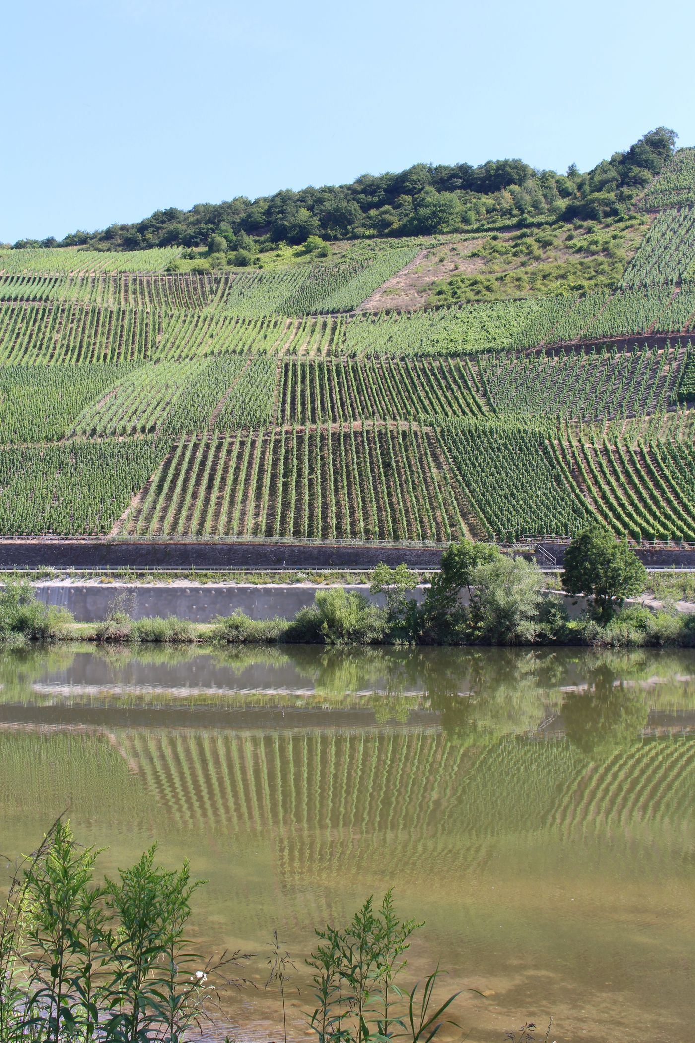 Weinberge an der Mosel (Rheinland-Pfalz)